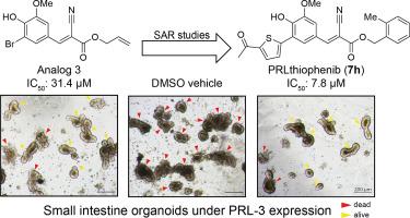 Discovery of inhibitors of the cancer-promoting phosphatase PRL-3 and their evaluation in intestinal organoids