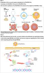 A novel folate receptor-targeted curcumin nano-delivery system: A dual therapeutic strategy for precise inhibition of MRCKβ to suppress ovarian cancer proliferation and immune escape