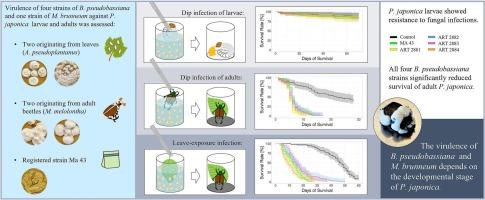 Pathogenicity of the fungus Beauveria pseudobassiana for Popillia japonica depends on the developmental stage of the insect