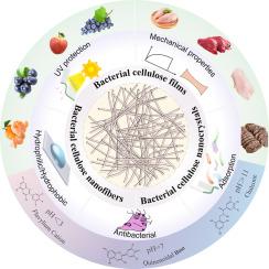 Bacterial cellulose: Modification and application in food packaging