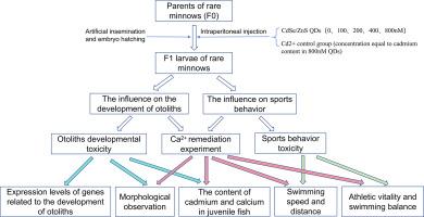Parental exposure to CdSe/ZnS QDs affects otolith development and locomotor behavior in rare minnow (Gobiocypris rarus) offspring
