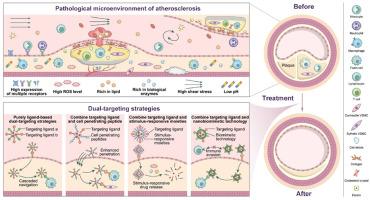 Advancements in dual-targeting nanoparticle strategies for enhanced atherosclerosis therapy: Overcoming limitations of single-targeting approaches