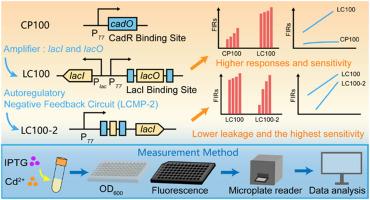 Whole-cell biosensors with regulatory circuits based on a synthetic dual-input promoter enabling the highly sensitive detection of ultra-trace Cd2+