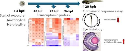 Amitriptyline and nortriptyline induce ocular toxicity in early life stage zebrafish (Danio rerio)