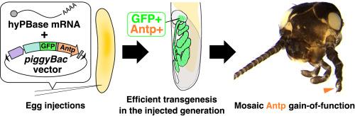 Highly efficient hyPBase-mediated transgenesis facilitates gain-of-function analysis in the cricket Gryllus bimaculatus