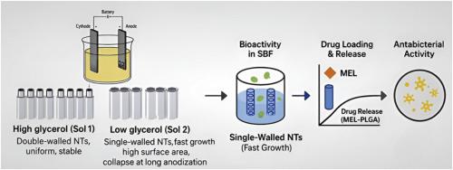 Synthesis and tunable properties of double-walled and single-walled zirconia nanotubes: Enhancing bioactivity for bone and dental implants with controlled local delivery of antimicrobial peptides