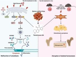 Tanshinone IIA suppresses endoplasmic reticulum stress-mediated IRE1α/TXNIP/NLRP3 pathway to mitigate pyroptosis in type 2 diabetic osteoporosis