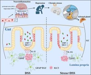 Chronic psychological stress-orchestrated glial-ILC3 circuit exacerbates intestinal inflammation and depression