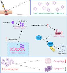 HNRNPA1 promotes TRIM37 mRNA stability and mediates TRAF6 ubiquitination to alleviate osteoarthritis