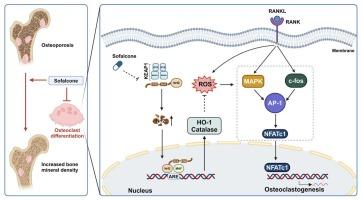 Sofalcone inhibits osteoclastogenesis through Keap1/Nrf2 signaling activation and mitigates ovariectomy-induced bone loss
