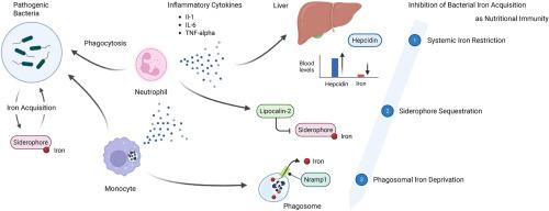 The iron-infection axis revisited: From mechanistic insights to therapeutic frontiers