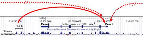 Genetic knockout suggests Isl1 enhancer redundancy in mouse hindlimb development