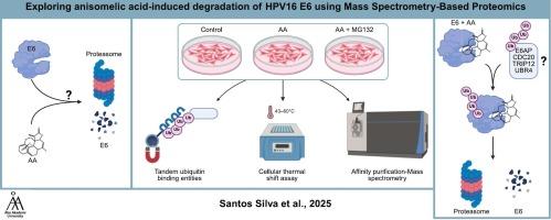 Anisomelic acid promotes proteasomal degradation of HPV16 E6 via E3 ligase recruitment: A mass spectrometry-based interactome study
