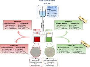 A comparative study of the treatment of dark fermentation effluent by purple-phototrophic bacteria and microalgae with focus on substrate to biomass conversion