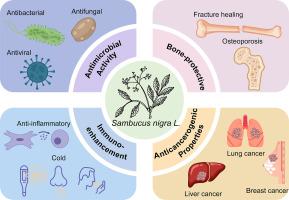 Health-promoting mechanisms and food applications of Sambucus nigra L.: A comprehensive review
