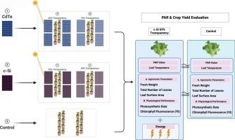 Transparency effects in agrivoltaics lettuce cultivation using uniform/non-uniform semitransparent photovoltaic modules in controlled environments
