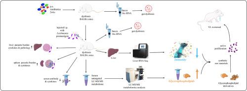 Host-microbiota-parasite crosstalk: Gut microbiota dysbiosis exacerbates Leishmania infantum pathogenesis through altered immunity and glycerylphosphatide metabolism