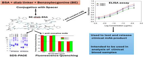 Synthesis and characterization of a functional benzoylecgonine – bovine serum albumin conjugate for quantification of a humanized monoclonal anti-cocaine antibody