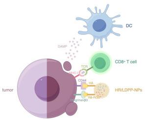 Dual-targeted albumin nanoparticles for the Co-delivery of low-dose paclitaxel and PCSK9 inhibitor in melanoma treatment