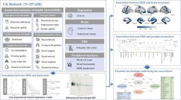 Social determinants of health, brain structure, and immune-metabolic mechanisms in depression: A multi-omic analysis from the UK Biobank