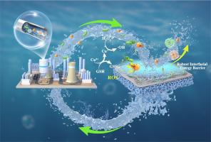 Dual-shielded antibacterial thin-film composite membrane unifying ROS-mediated biocidal action and thermodynamic anti-adhesion for sustainable cooling water treatment