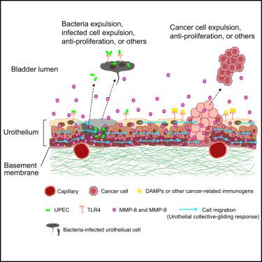 Urothelial collective-gliding response acts as a toll-like receptor 4-associated defense mechanism