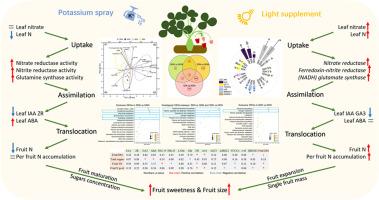The coupling of light and potassium supplements optimize strawberry fruit performance through plant nitrogen uptake, assimilation and translocation to fruit