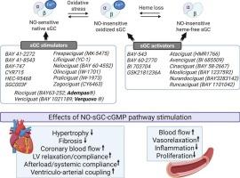 Exploring the potential of soluble guanylyl cyclase stimulators and activators in heart failure