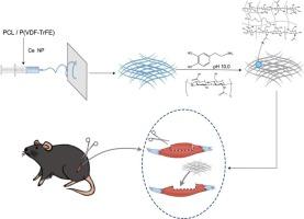 Electrospun P(VDF-TrFE)/ceria nanoparticle scaffolds for skeletal muscle regeneration