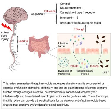 Research progress of intestinal microbiota on cognitive dysfunction after spinal cord injury