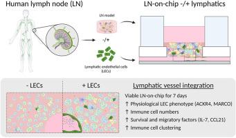 Integration of lymphatic vasculature to a human lymph node-on-chip enhances physiological immune properties