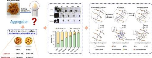 Galactan side chains dominate thermal aggregation of RGI-Rich pectin during drying resulting poor solubility