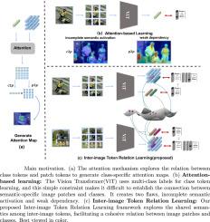 Inter-image Token Relation Learning for weakly supervised semantic segmentation
