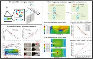 Bio-inspired overlapping curl structures for toughening bio-based epoxy: A study on the fracture phenomena