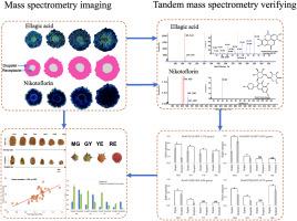 Dynamic distribution and biosynthesis of bioactive compounds: Determining factors for their content in Rubus chingii fruit