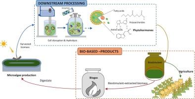 Microalgae-based biorefinery for biostimulant and biogas production: An integrated approach for resource recovery