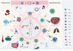 Cell membrane biomimetic nanoplatforms: a new strategy for immune escape and precision targeted therapy