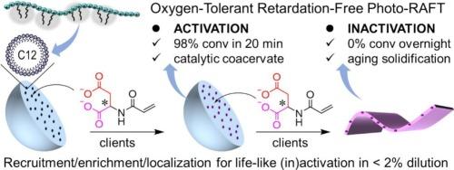Self-adaptable activation and inactivation of RAFT polymerization: a liquid-liquid phase separation scaffold-client platform