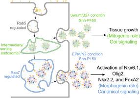 The patterning and proliferation roles of Shh are partitioned on distinct exosomes