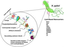 Advance Helicobacter pylori eradication: Current therapeutic strategies and the potential of lipid-based nanocarriers for targeting receptors