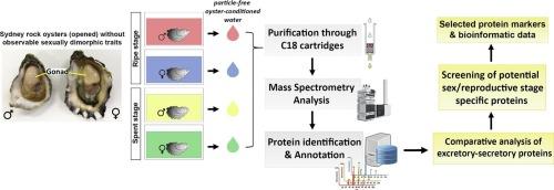 Identification of sex and reproductive protein biomarkers in conditioned water of the Sydney rock oyster