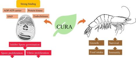 Efficacy of ‘CIBA EHP Cura I' in the control and treatment of Ecytonucleospora hepatopenaei in shrimp culture