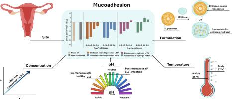 Formulation matters: Assessment of the correlation between mucoadhesiveness and type of chitosan formulation for vaginal application