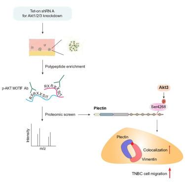Phosphorylation of plectin by Akt3 promotes triple-negative breast cancer cell invasive migration