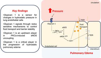 Glypican 1 mechanosensing mediates eNOS uncoupling during hydrostatic pulmonary edema