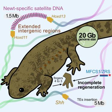 The inbred newt genome unveils molecular mechanisms of behavior, development, and regeneration in urodele amphibians
