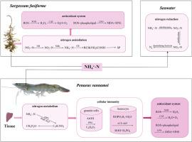 Sargassum fusiforme improves the growth conditions of prawn by means of nutrient utilization and improvement of the microbial environment