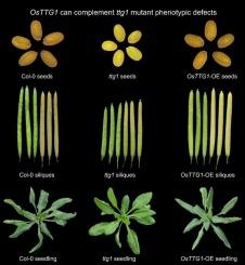 Overexpression of OsTTG1 influences seed size and silique length in Arabidopsis thaliana