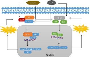 Curcumin inhibits koi herpesvirus (KHV) replication via Nrf2-Keap1/ARE and NF-κB pathways in ornamental koi (Cyprinus carpio haematopterus)
