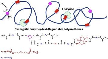 Synergistic enzyme/acid-degradable PCL-based polyurethanes with enhanced biocompatibility and shape memory properties